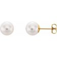 14K Yellow 8 mm Cultured White Akoya Pearl Earrings Hot on Sale